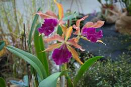 Image of Laeliocattleya Luminosa