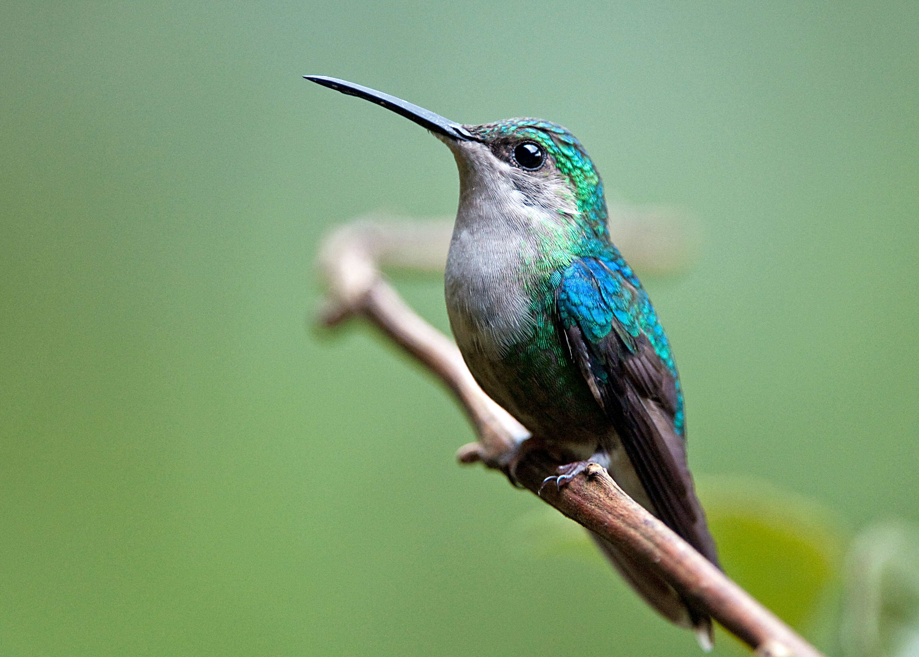 Image of Crowned Woodnymph