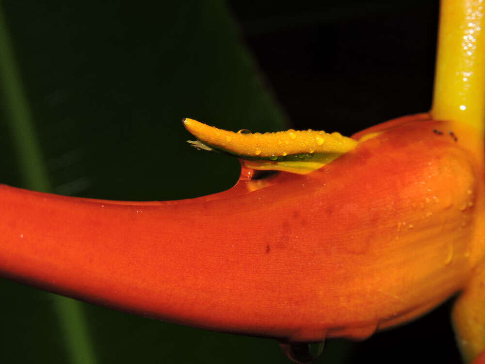 صورة Heliconia latispatha Benth.