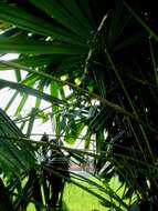 Image of Mangrove fan palm