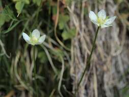 Image of Bog-stars