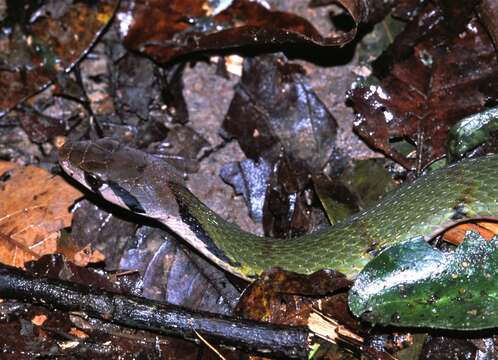 Image of Black-banded Keelback