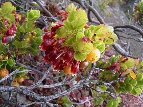 Vaccinium reticulatum Sm.的圖片