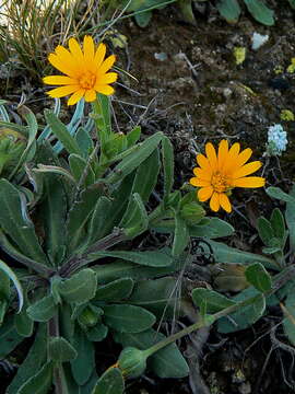 Image of field marigold