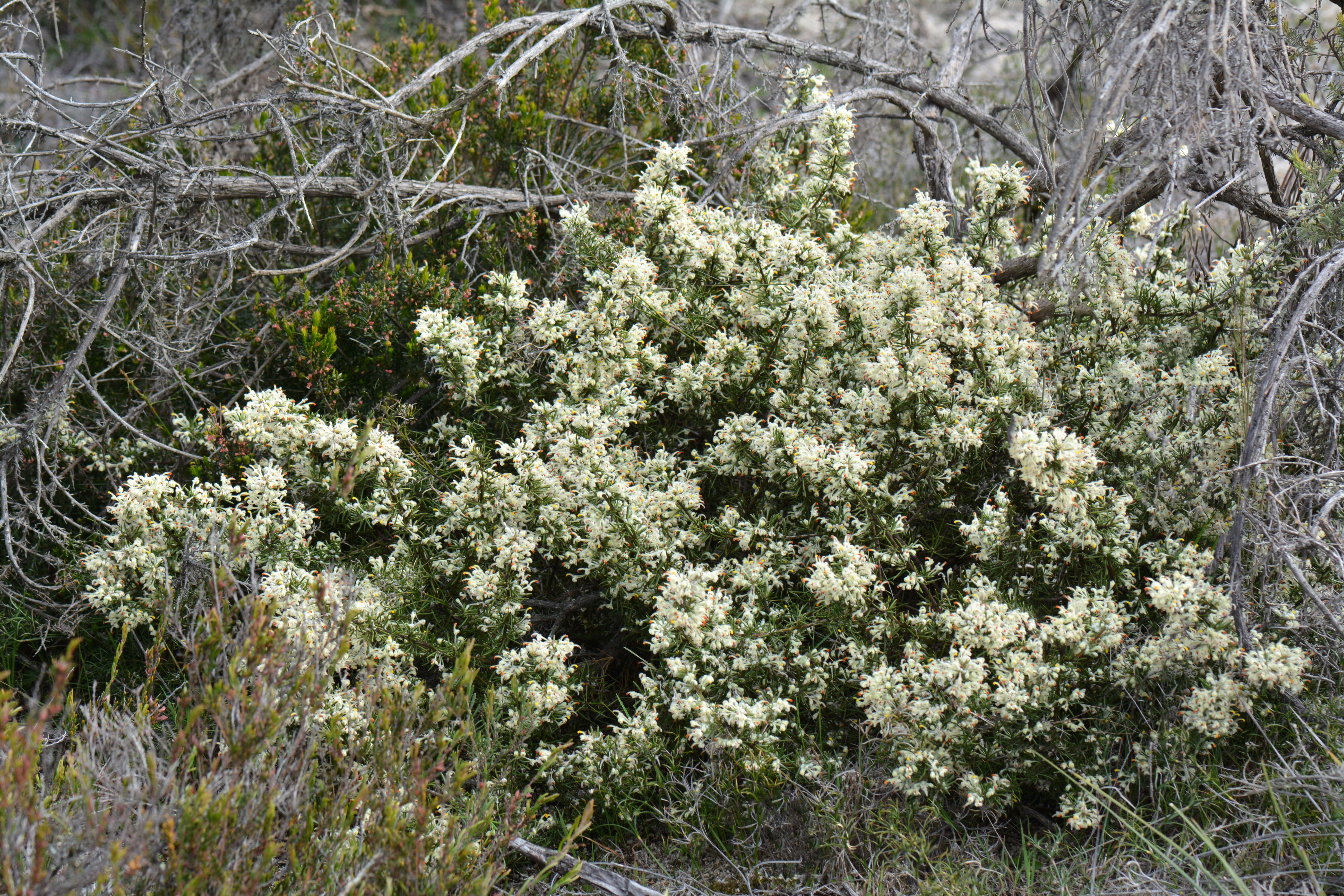 Image of Grevillea uncinulata Diels ex Diels & Pritz.