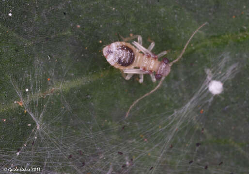 Image of false lizard barklice