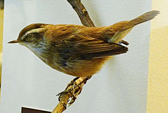 Image of Moustached Warbler