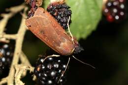 Image of Large Yellow Underwing