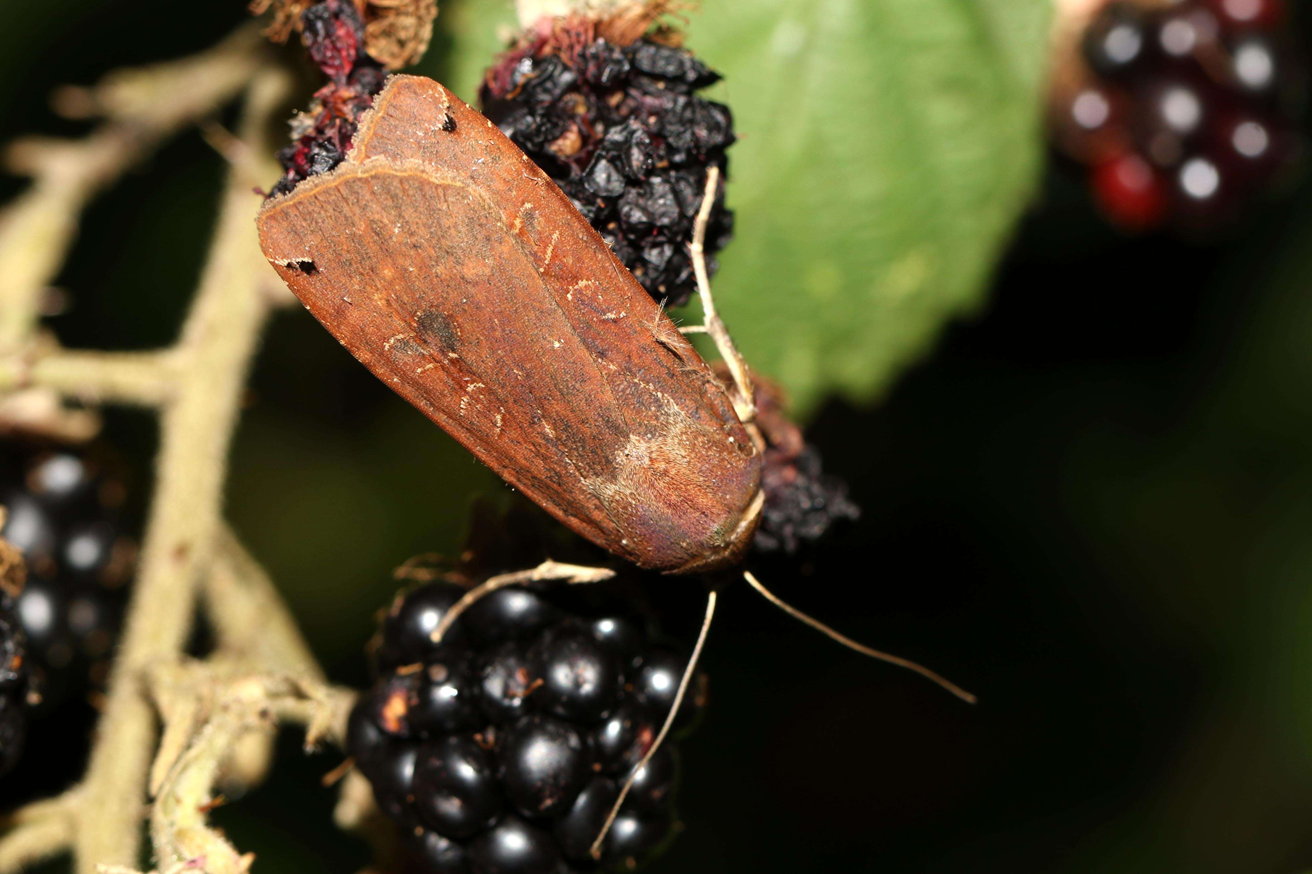 Image of Large Yellow Underwing