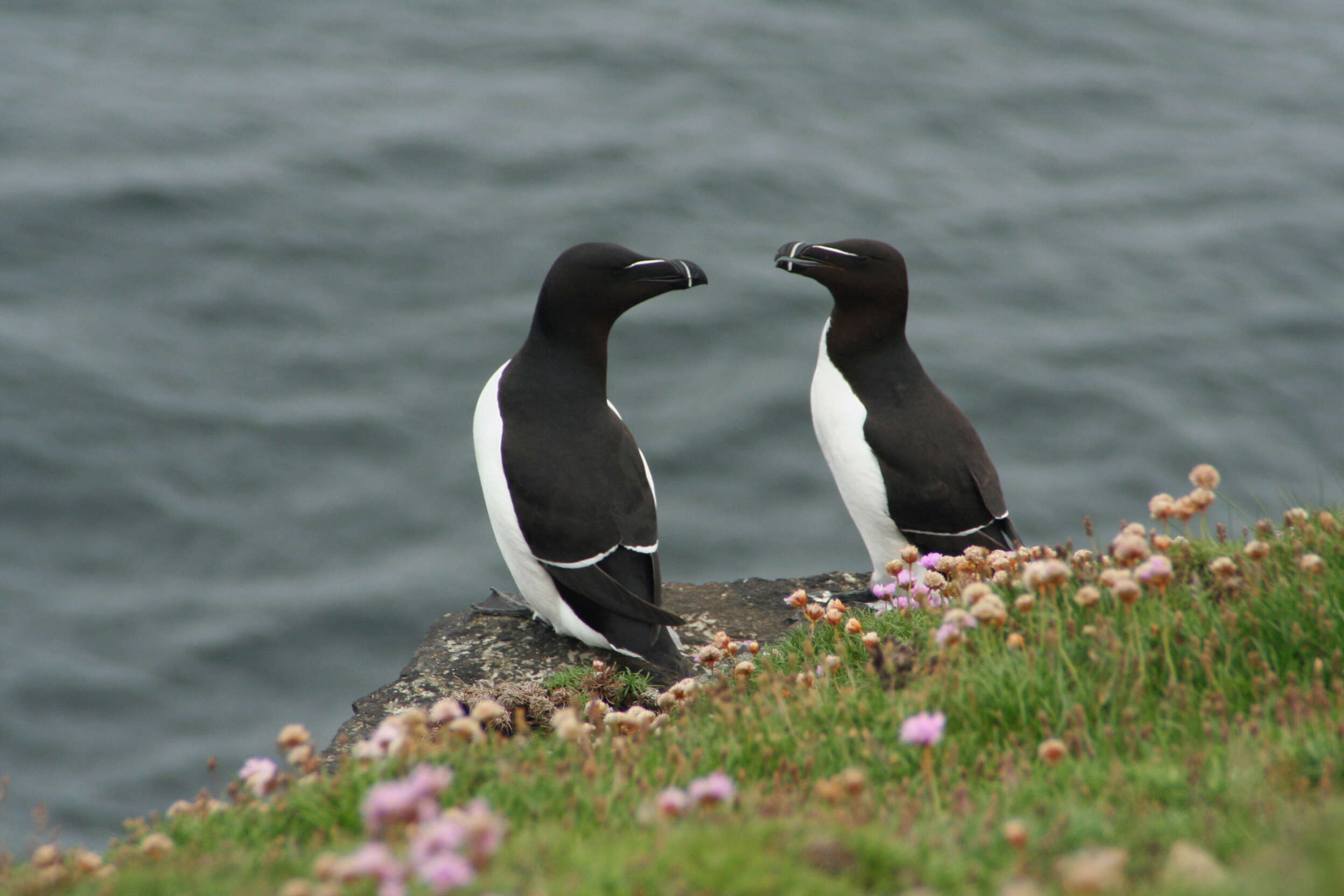 Image of Lesser auk