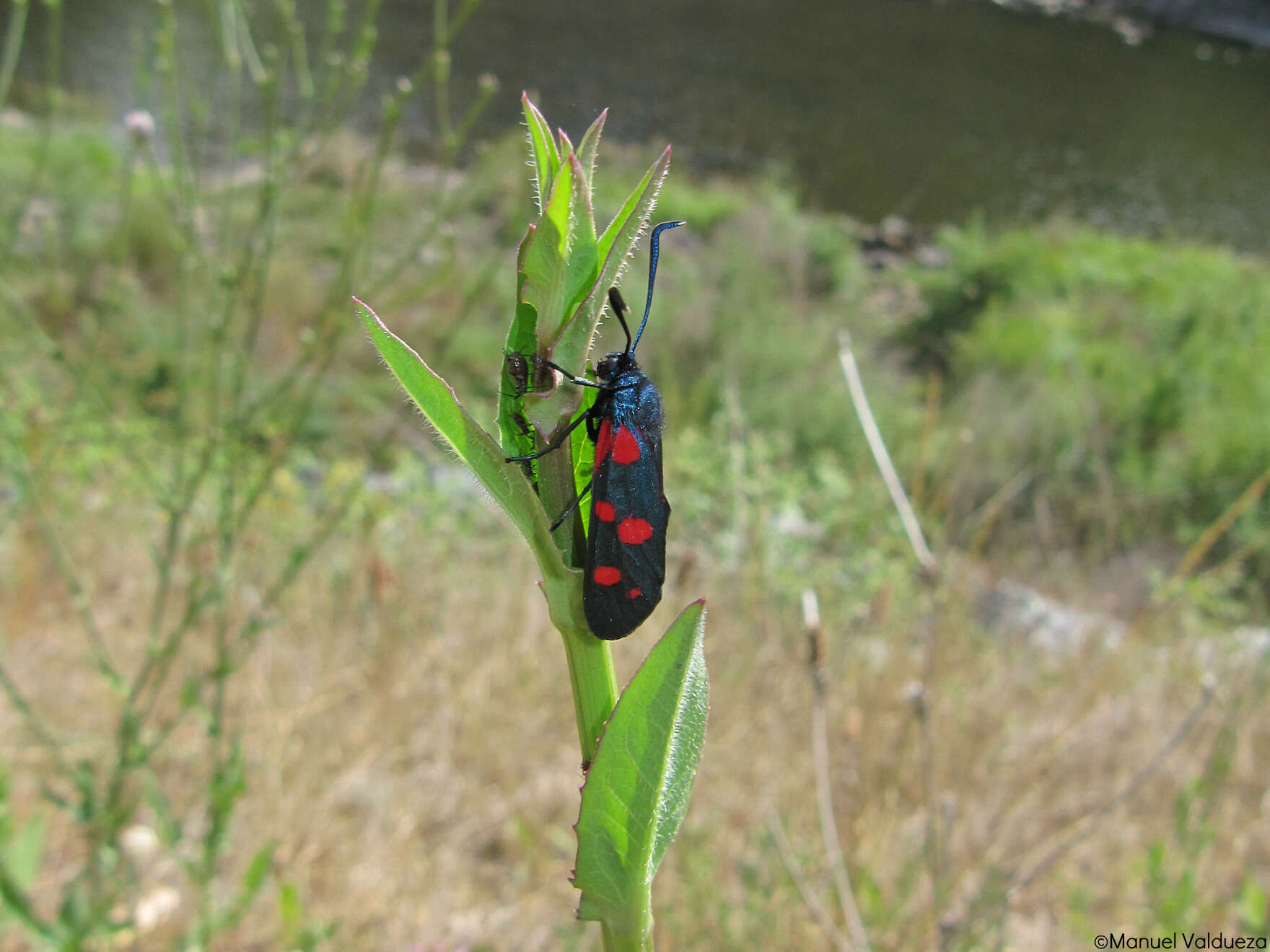 Слика од Zygaena