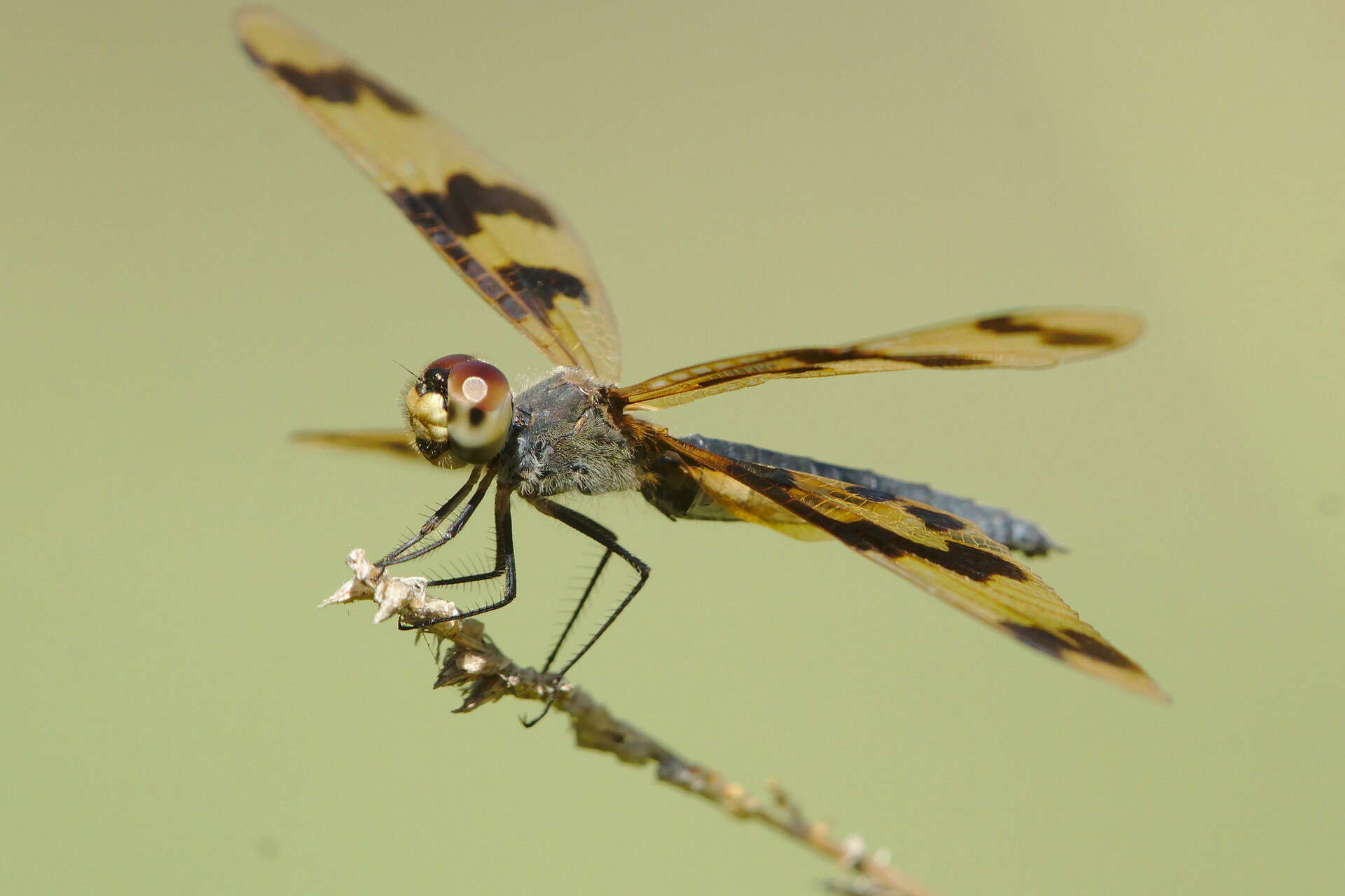 Image of Flutterers (Dragonflies)