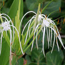 Image of perfumed spiderlily