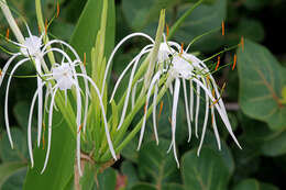 Image of spiderlily