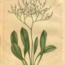 Limonium carolinianum (Walt.) Britt. resmi