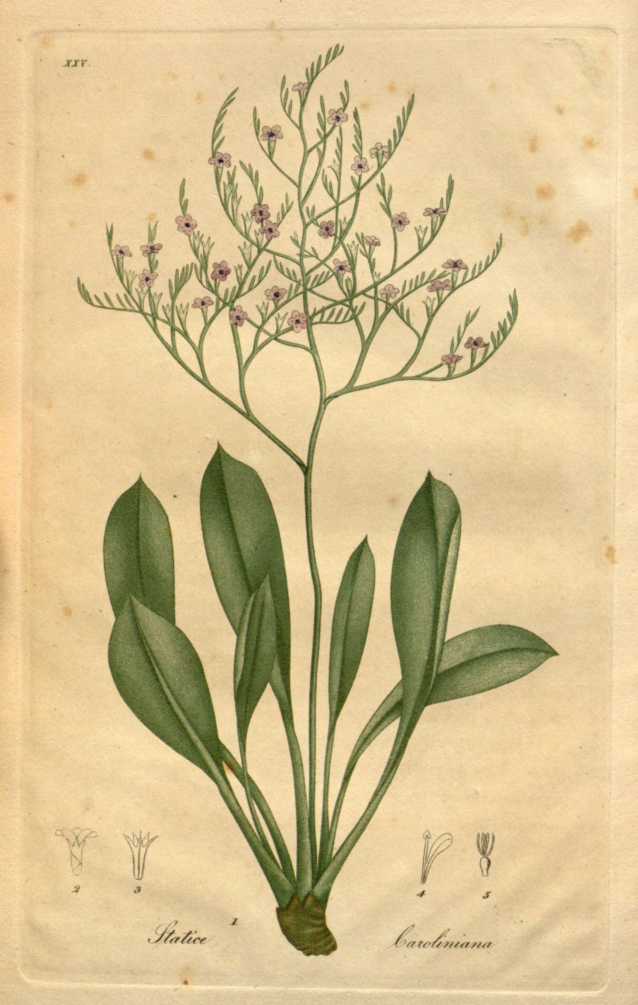 Imagem de Limonium carolinianum (Walt.) Britt.