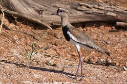 Image of Lapwing