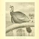 Image of Meleagris gallopavo osceola Scott 1890