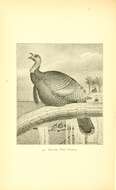 Image of Meleagris gallopavo osceola Scott 1890
