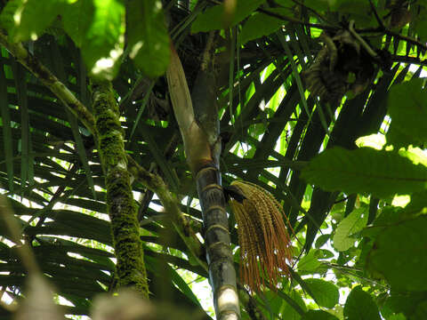 Image of Bamboo Palm