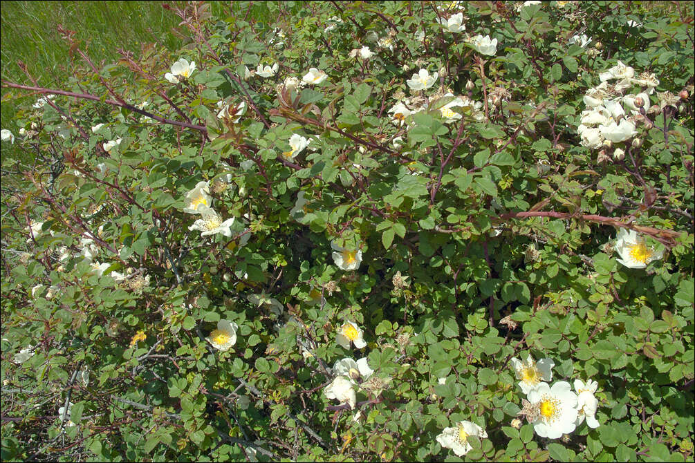 Image of Field-rose