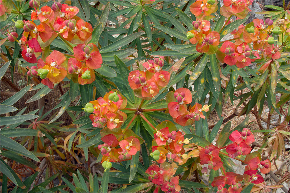 Image of tree spurge