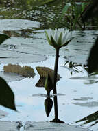 Image of Dotleaf waterlily