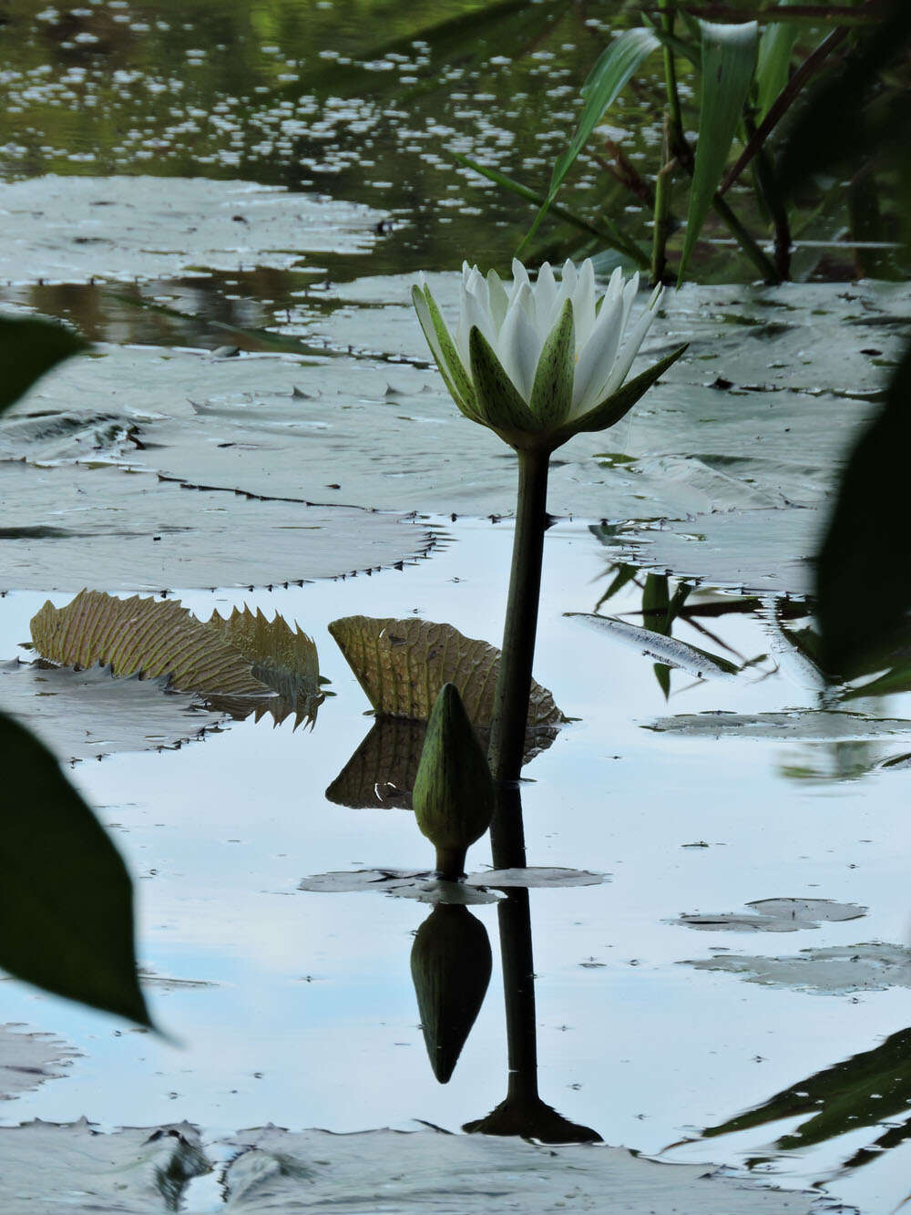 Image of waterlily