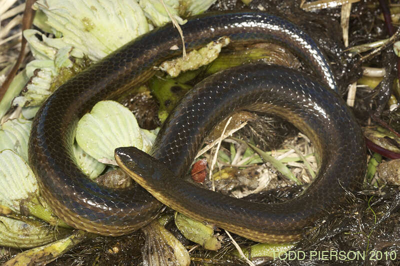 Image of Striped Crayfish Snake