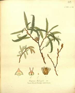 Image of sweet fern