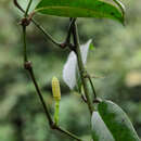 Image of Gnetum cuspidatum Blume