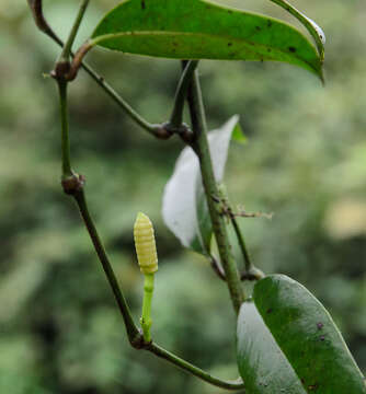 Gnetum cuspidatum Blume resmi