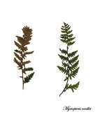 Image of Coville's lipfern