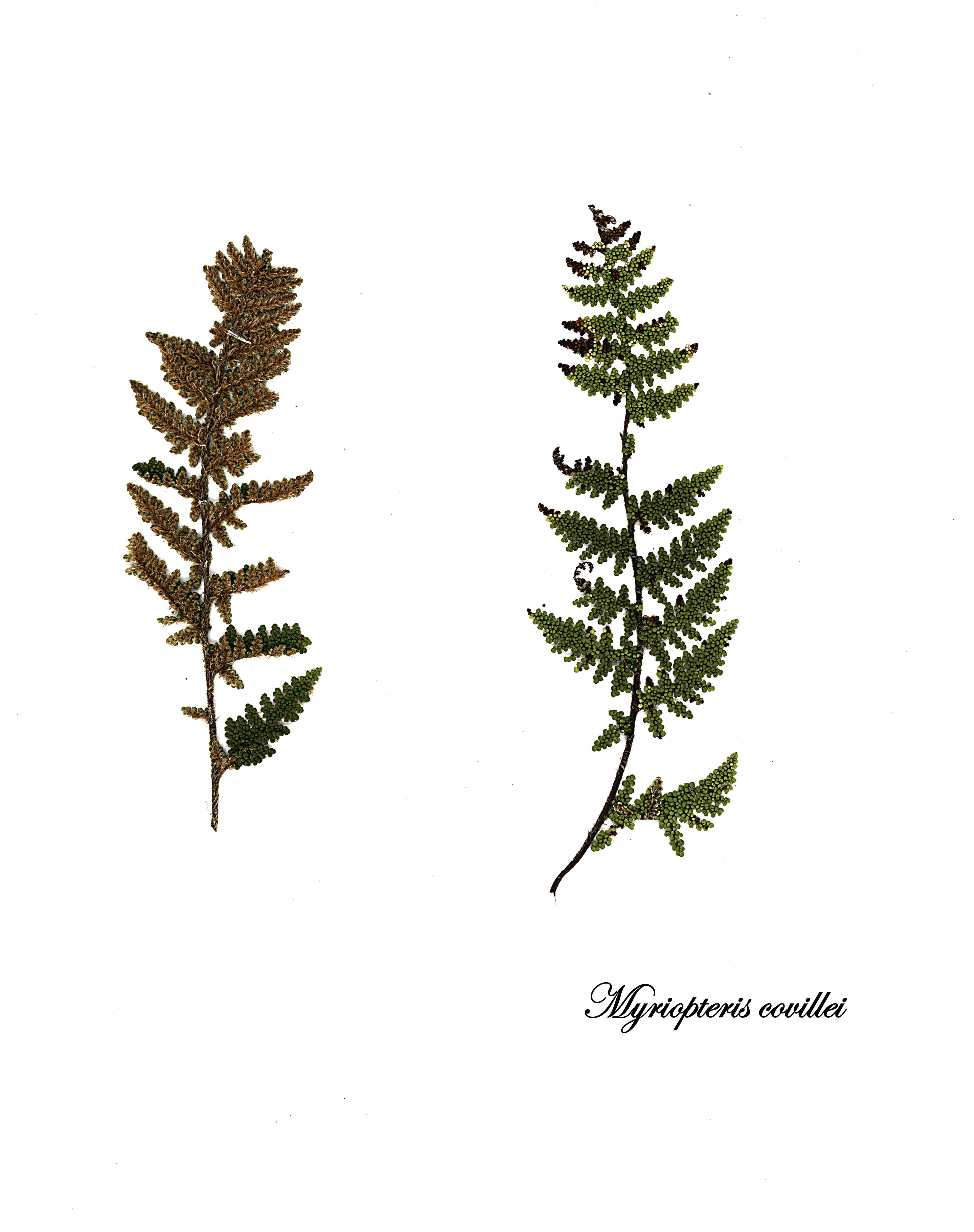 Image of Coville's lipfern