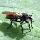 Image of Laphria janus McAtee 1919