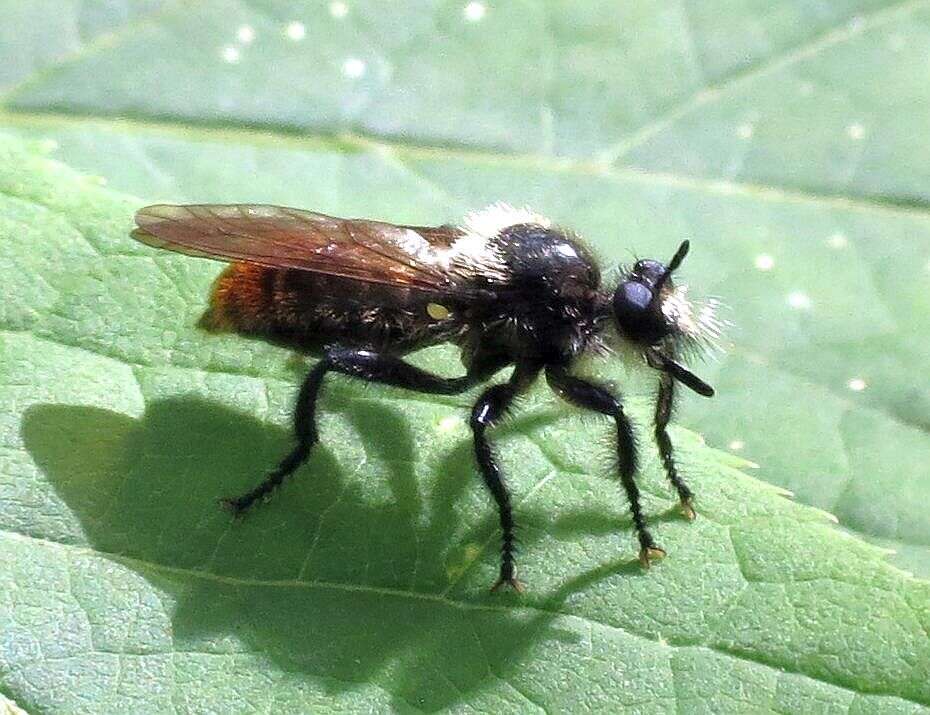 Image of Bee-like Robber Flies