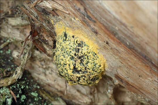 Image of Dog vomit slime mold