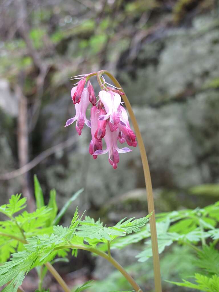 Image of Bleeding heart