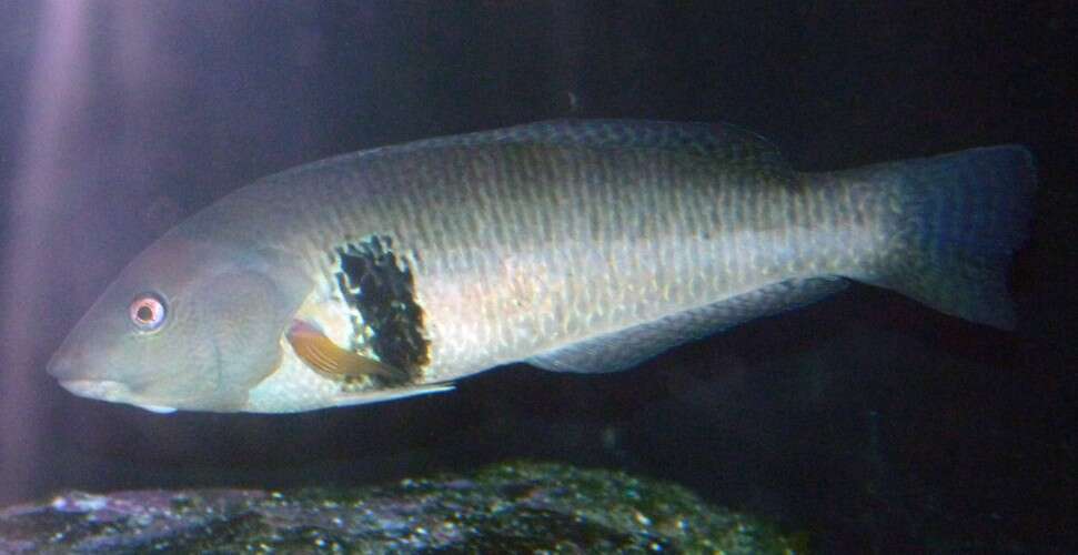 Image of Rock wrasse