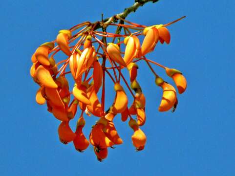 Image of Erythrina verna Vell.