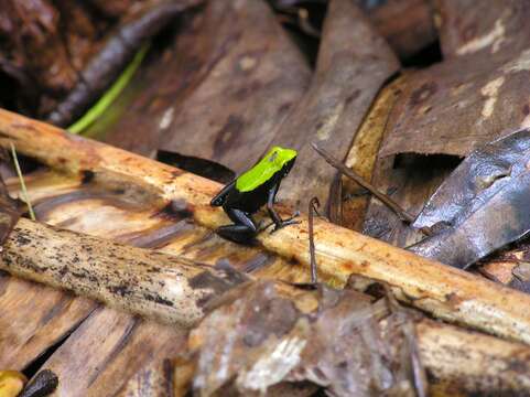 Image of Arboreal Mantella