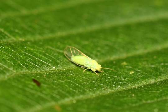Image of Insecta