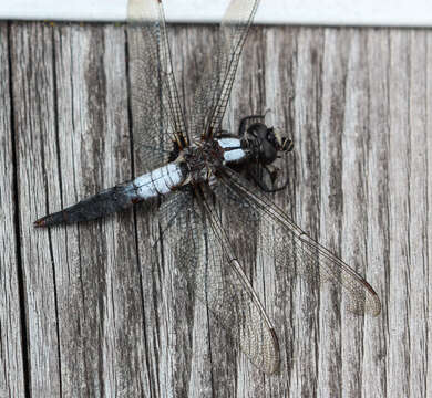 Image of Chalk-fronted Corporal