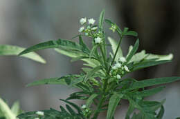 Image of feverfew