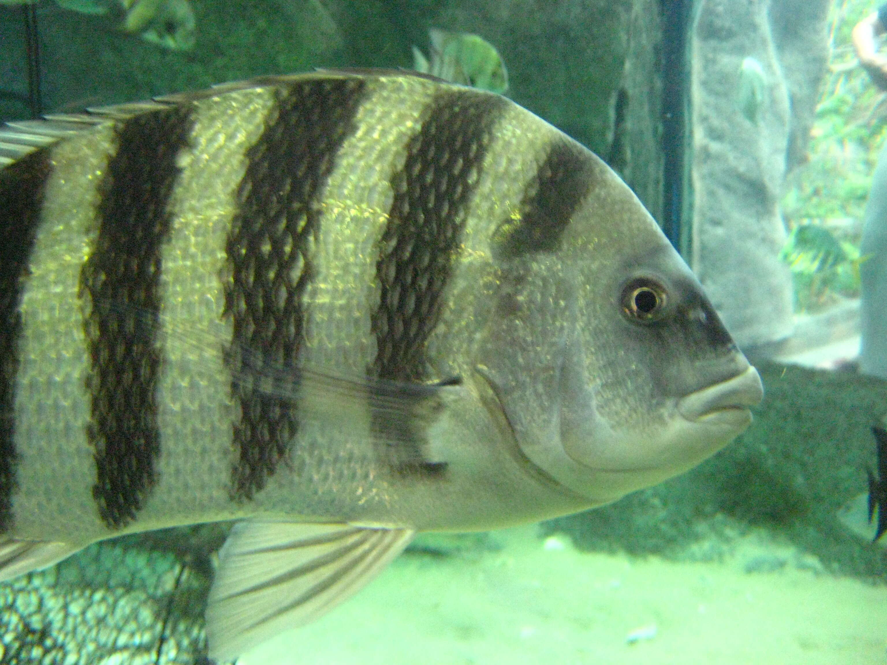 Image of Sergeant Fish