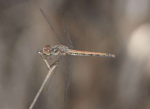 Image of Desert Darter