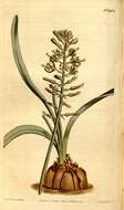 Image of Asparagaceae