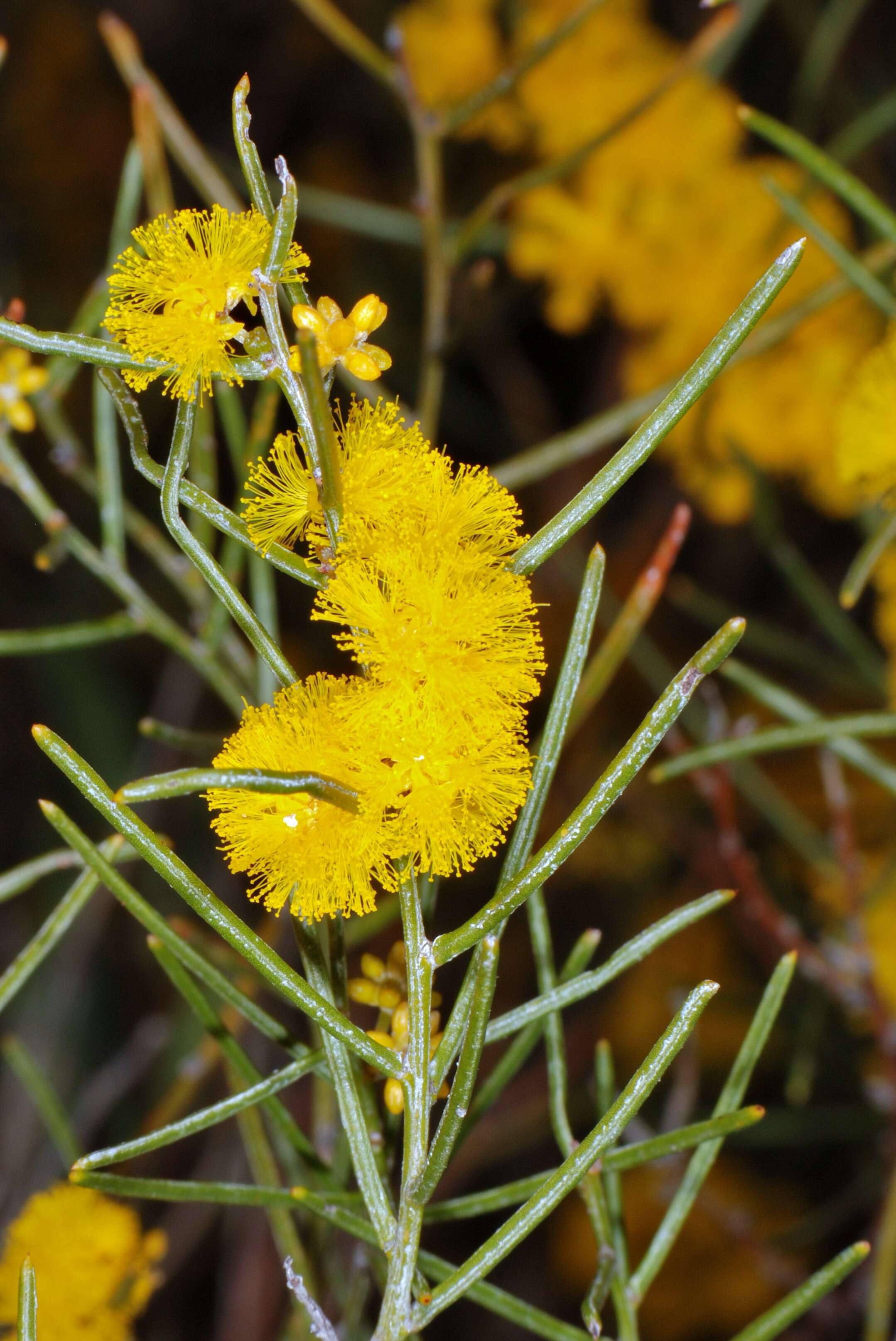 Plancia ëd Acacia brachypoda Maslin