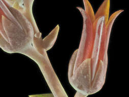 Image of Dudleya