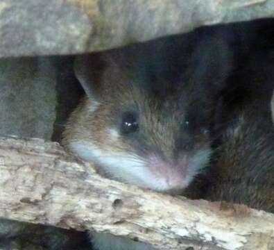 Image of Southern African Spiny Mouse -- Spiny Mouse